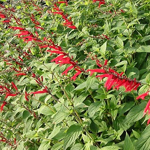 Foto van de desbetreffende plant